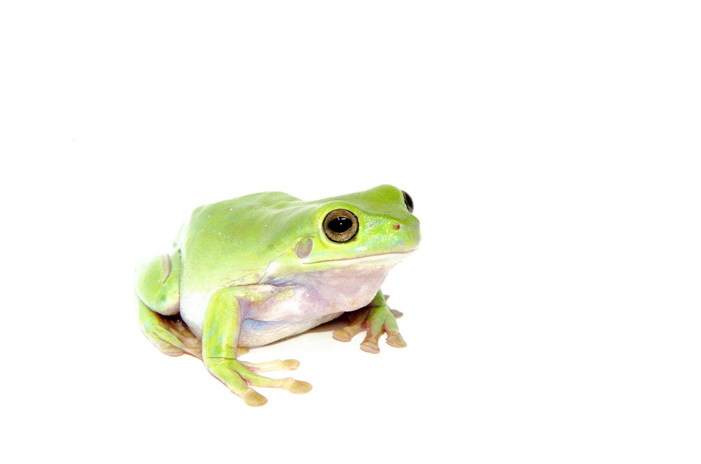 Whites Tree Frog Adults